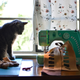 Image for article titled Cat Cosplay is the New Human Cosplay